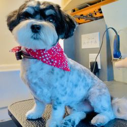 Sud Woofers Grooming