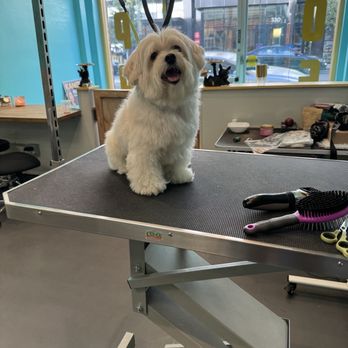 The Pawlor Salon & Spa - Pet Groomers Near Me - Oakland, California The Pawlor Salon & Spa - Pet Groomers Near Me - Oakland, California
