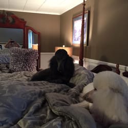 Dawn's Doggie Spa - Abby Nikki
