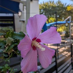 Watters Creek - Wow, still blooming in late October