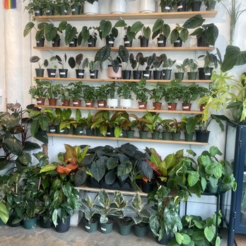 Plant Shoppe - Nurseries & Gardening Near Me - San Antonio, Texas Plant Shoppe - Nurseries & Gardening Near Me - San Antonio, Texas