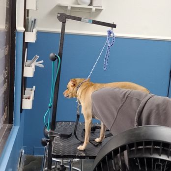 Dogs Etc - Ziggy getting groomed - Pet Groomers Near Me - Newhall, California