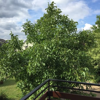 Restaurant Winzerhaus Urbar - View from balcony with walnut tree! - German Near Me - Urbar, RP