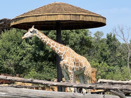 Caldwell Zoo by null
