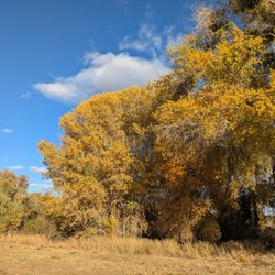 Mojave Narrows Regional Park - Beautiful foliage changing color; golden-green trees