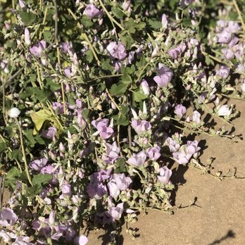 Hummingbird Trail - Hiking Near Me - Simi Valley, California