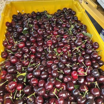 Sweet Lou's Cherries - SWEET Coral Cherries!! Picked Daily - Pick Your Own Farms Near Me - Brentwood, California Sweet Lou's Cherries - SWEET Coral Cherries!! Picked Daily - Pick Your Own Farms Near Me - Brentwood, California