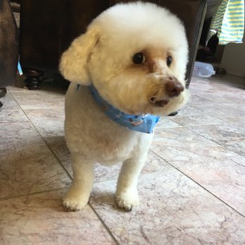 Fresh Pup Spa - Happy blizzard with his complementary bandanna! - Pet Groomers Near Me Fresh Pup Spa - Happy blizzard with his complementary bandanna! - Pet Groomers Near Me