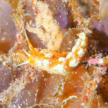 Rivers to Reef - Nudibranch - Travel Agents Near Me