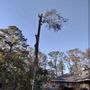 Photo of Garcia Tree Experts