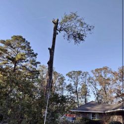 Garcia Tree Experts