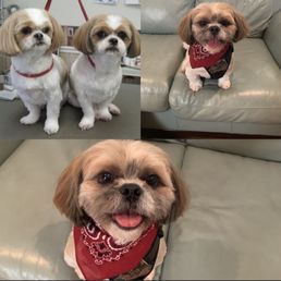 Top left is what we asked for, our boy is in the red bandana. Top left is what we asked for, our boy is in the red bandana.