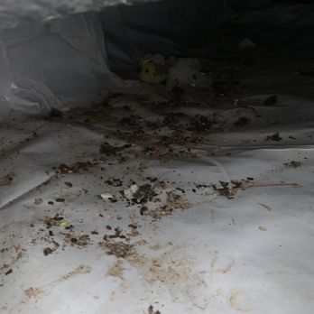 Priority Pest Services - Animal feces ! - Pest Control Near Me - Chesapeake, Virginia Priority Pest Services - Animal feces ! - Pest Control Near Me - Chesapeake, Virginia