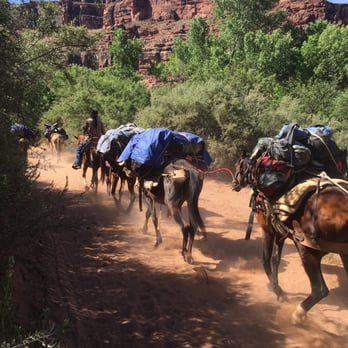Havasupai Lodge - Pack horses going by as we hike down to falls - Hotels Near Me Havasupai Lodge - Pack horses going by as we hike down to falls - Hotels Near Me