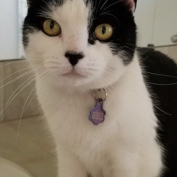 The Playful Pet Sitter - Pet Sitting Near Me
