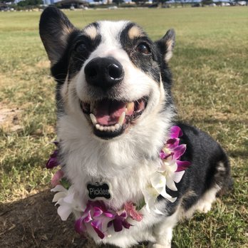 Island Pet Movers - Welcome to Hawaii, Pickles! - Pet Transportation Near Me - Honolulu, Hawaii Island Pet Movers - Welcome to Hawaii, Pickles! - Pet Transportation Near Me - Honolulu, Hawaii