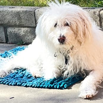 Rainbow Veterinary Hospital - Buddy relaxing on the driveway. - Veterinarians Near Me - Burbank, California Rainbow Veterinary Hospital - Buddy relaxing on the driveway. - Veterinarians Near Me - Burbank, California