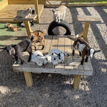 Wildflower Farm Orlando - Baby Goats in the Green Room. - Farms Near Me - Orlando, Florida