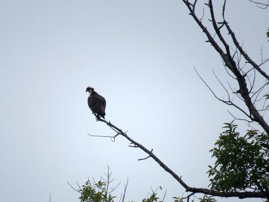 Photo of Belle Isle State Park - Lancaster, VA, US. An osprey is perched on a tree branch overlooking the Rappahanock River.