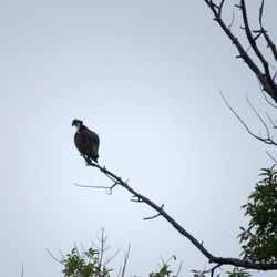 Belle Isle State Park - An osprey is perched on a tree branch overlooking the Rappahanock River.