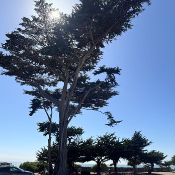 Shamel Park - Ya know I had to take a pic of the big ole gorgeous tree - Parks Near Me - Cambria, California