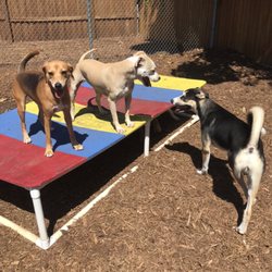 Pasadena Pet Motel - Playtime!