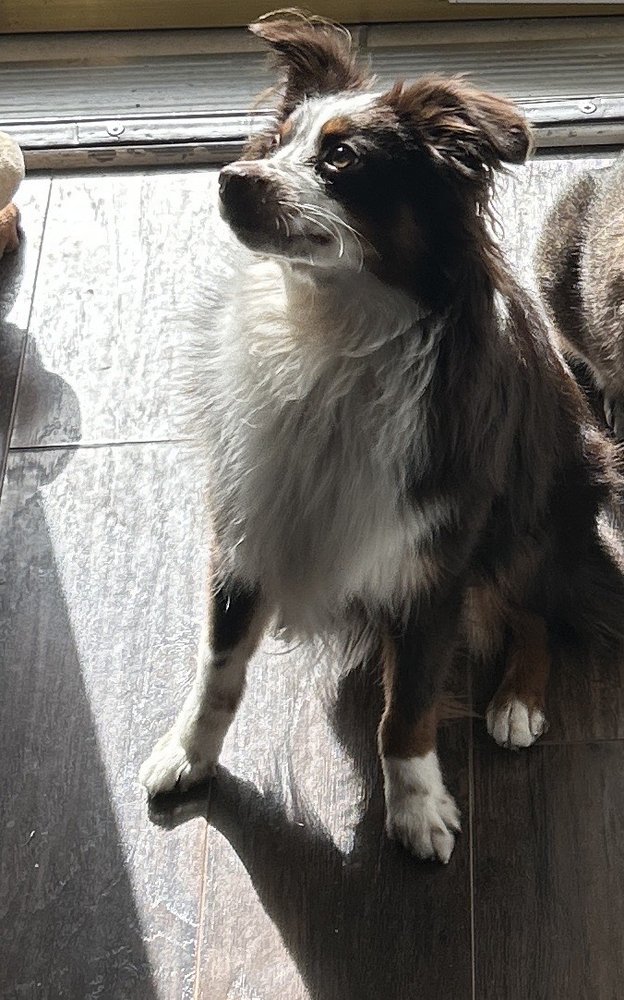 FOUR PAWS DOG GROOMING Updated September 2024 5014 Knickerbocker Rd