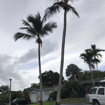 Gonzalos Landscaping Plus - two palm trees in a residential area - Landscaping Near Me Gonzalos Landscaping Plus - two palm trees in a residential area - Landscaping Near Me