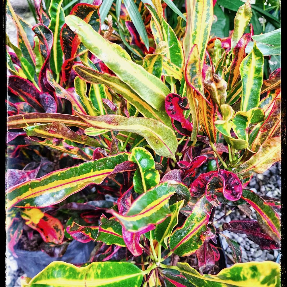 Plants Alive! - Nurseries & Gardening Near Me - Silver Spring, Maryland Plants Alive! - Nurseries & Gardening Near Me - Silver Spring, Maryland