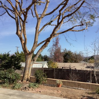Master Tree Services - Truly cleaned out the tree, removed and shredded all branches, raked all the leaves from the yard. - Tree Services Near Me
