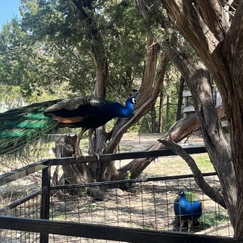 Austin Zoo - Zoos Near Me - Austin, Texas