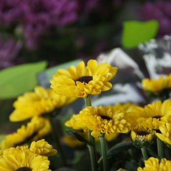 King Edward - Florists Near Me - Vancouver, British Columbia King Edward - Florists Near Me - Vancouver, British Columbia