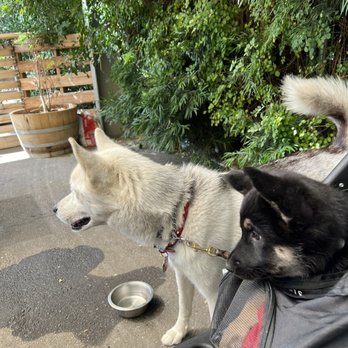 Humble Bee - Pooch friendly patio! My husky girl got a side of scrambled eggs with no salt or butter and my German pup stared :) - Breakfast & Brunch Near Me - Northridge, California Humble Bee - Pooch friendly patio! My husky girl got a side of scrambled eggs with no salt or butter and my German pup stared :) - Breakfast & Brunch Near Me - Northridge, California