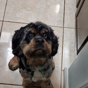 Chateau Du Paw - Ollie after!!! - Pet Groomers Near Me - Ocoee, Florida