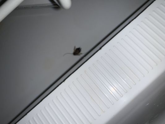 The Livingston by null