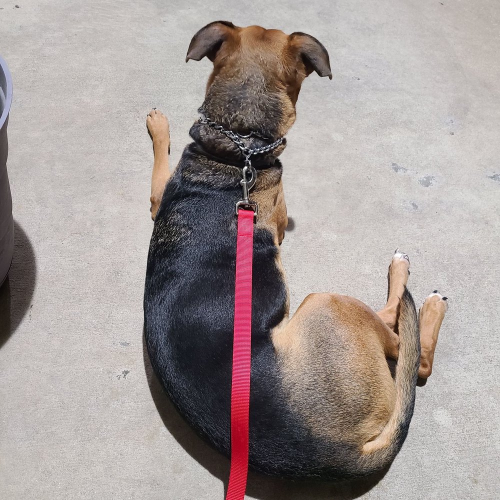 Fletcher's Irish Brewery & Scratch Kitchen - Tucker doing some serious people watching at Fletcher's - Irish Pub Near Me - Ormond Beach, Florida