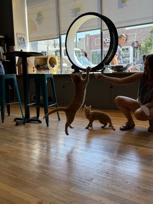 Denver Cat Company by null