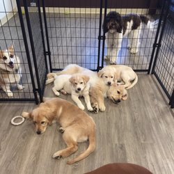 Fetch Academy & Dog Resort - Must be puppy nap time. Puppy school is exhausting.