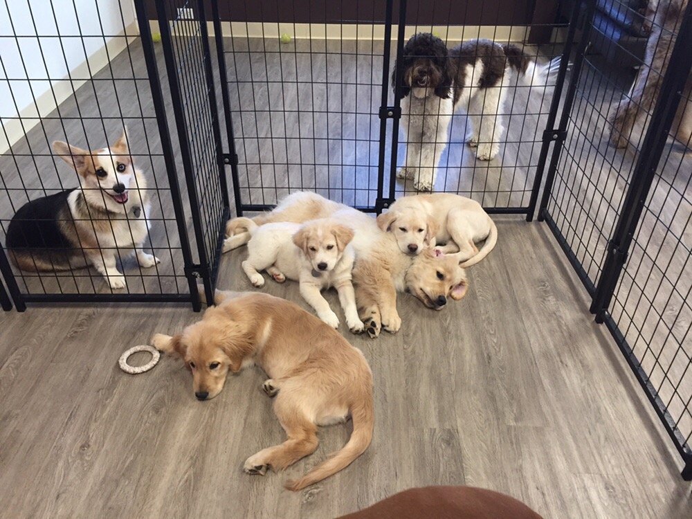 Fetch Academy & Dog Resort - pet boarding facility in Indianapolis, IN