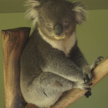Bonarong Wildlife Sanctuary - Zoos Near Me - Brighton, TAS