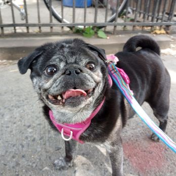 Gotham Sitty - Pet Sitting Near Me - Brooklyn, New York