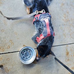 NYPD Pizza - Water they gave my dog without asking for it!