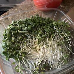 Hearty Leaf Microgreens - Broccoli sprouts