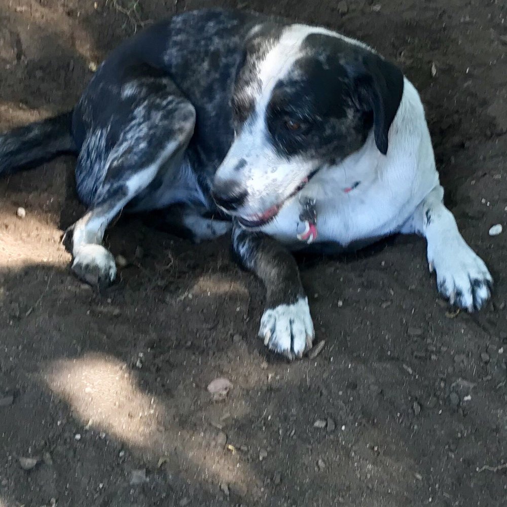 Hillside Dog Park - Dog Parks Near Me - Brooklyn, New York