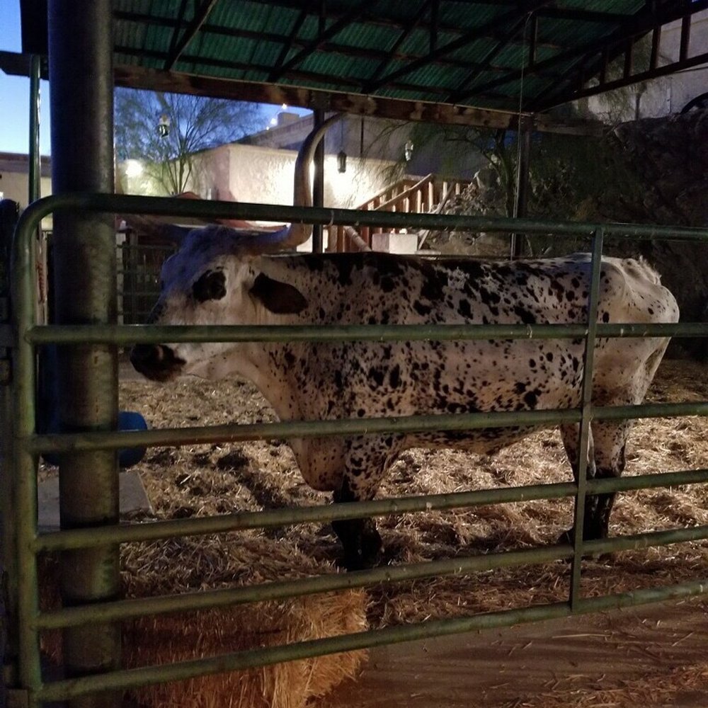 Rustler's Rooste - Steakhouses Near Me - Phoenix, Arizona Rustler's Rooste - Steakhouses Near Me - Phoenix, Arizona