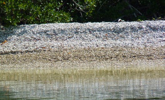 Museum of the Everglades by null