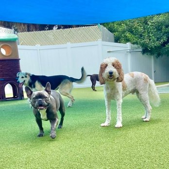 Dog World Sarasota - Fun time - Pet Training Near Me - Sarasota, Florida
