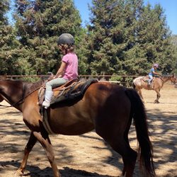 Equine Unlimited