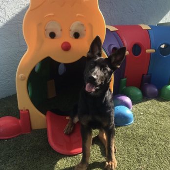 happy camper dog boarding