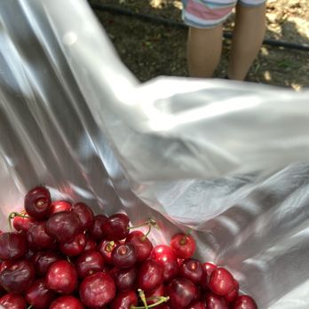 U Pick Orchards - My initial harvest of cherries--my partner and I ended up picking 20 lbs of cherries - Pick Your Own Farms Near Me - Morgan Hill, California